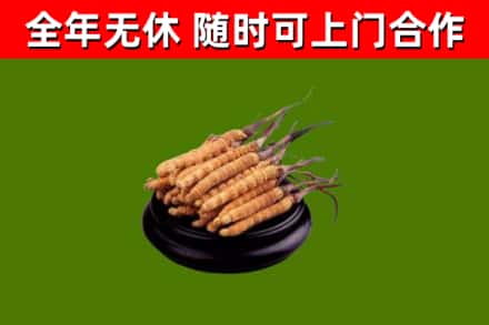 金林回收散虫草